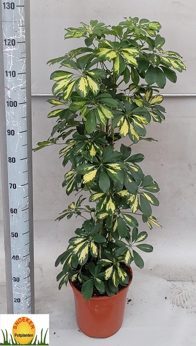 <h4>SCHEF AR GOLD CAPELL</h4>