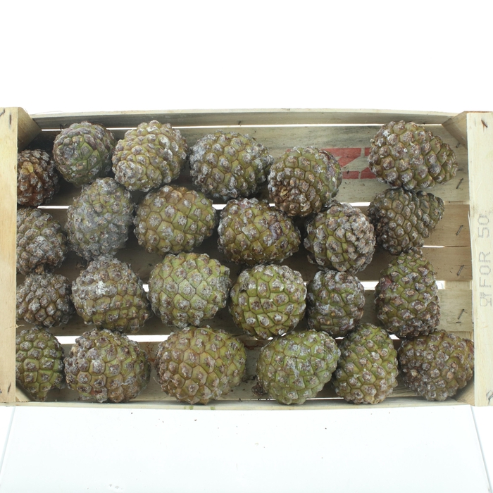 <h4>DENNENAPPEL H% ST</h4>