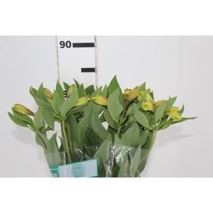 ALSTROEMERIA CARIBBEAN 080 CM