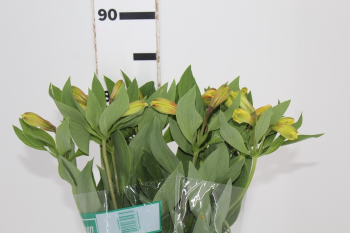 <h4>ALSTROEMERIA CARIBBEAN 080 CM</h4>