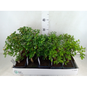 Bonsai   ...mix