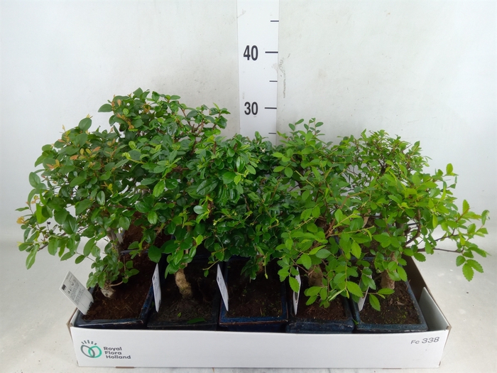 <h4>Bonsai   ...mix</h4>