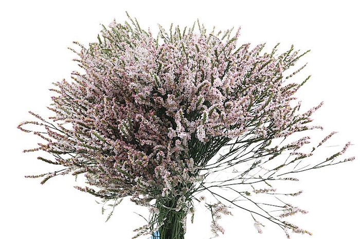 Limonium Sugar Diamond