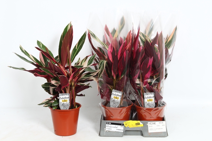 <h4>STROM SA TRIOSTAR</h4>