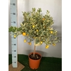 Citrus hystrix