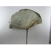 Dried Lotus Leaf On Stem 5pcs Bunch