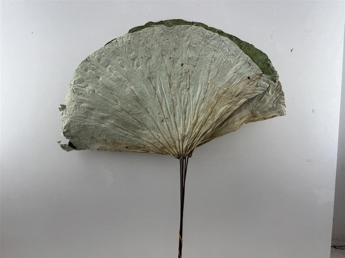 Dried Lotus Leaf On Stem 5pcs Bunch