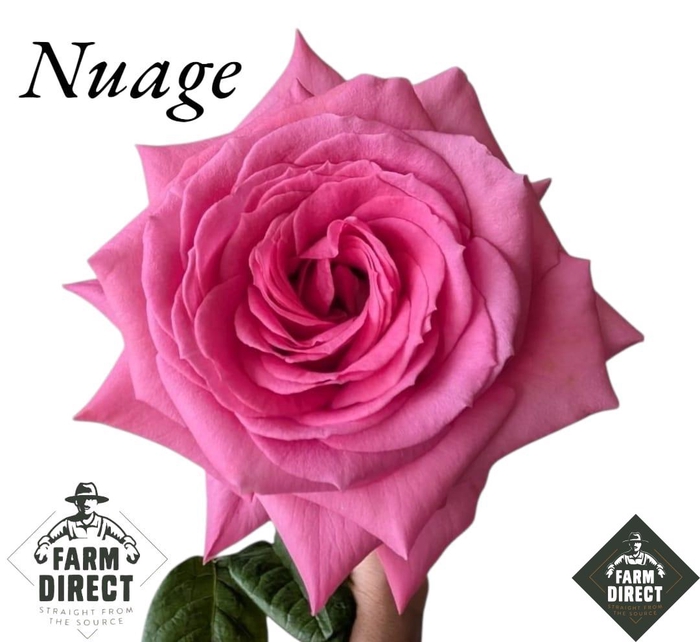 <h4>R GR NUAGE</h4>