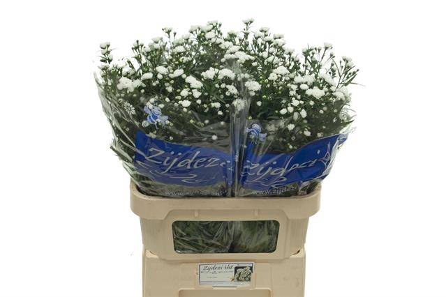 Aster Cassy
