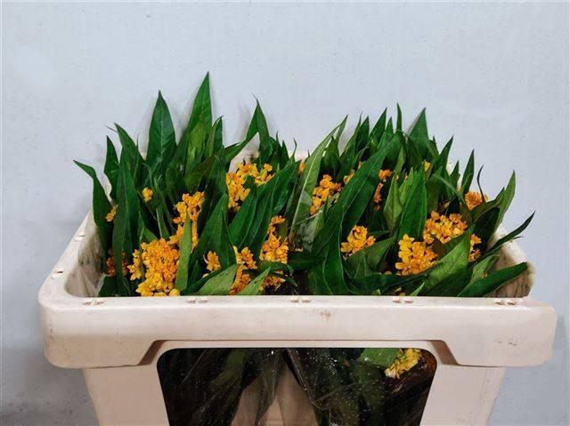 <h4>ASCL C SILKY GOLD</h4>