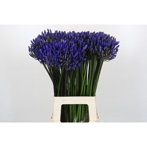 Agapanthus EYFORI Blue
