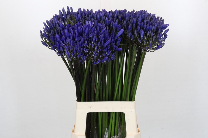 <h4>Agapanthus EYFORI Blue</h4>