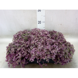 Callisia repens 'Rosato'