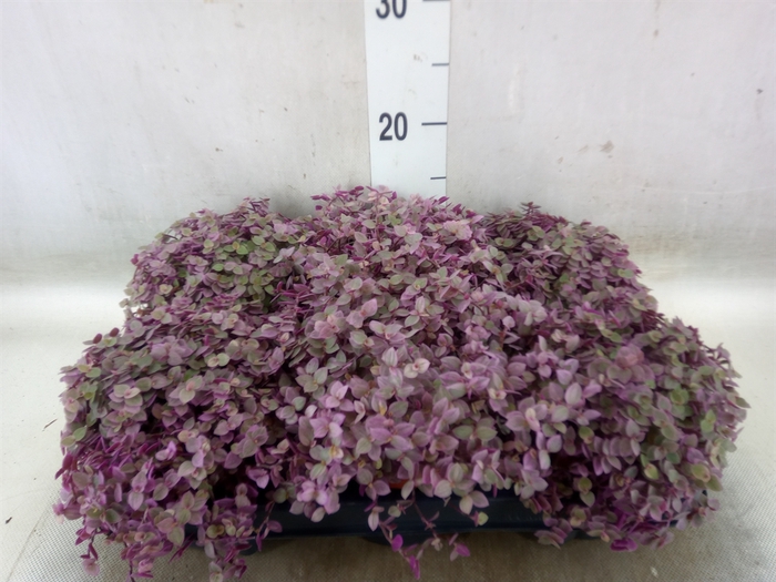 <h4>Callisia repens 'Rosato'</h4>
