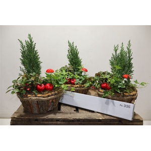 arr8 Arr Tuinplanten In Houtschors Bakje