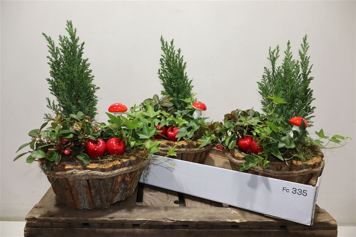 <h4>arr8 Arr Tuinplanten In Houtschors Bakje</h4>