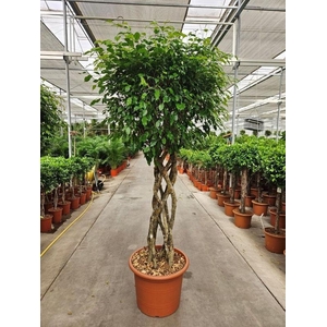 Ficus Exotica