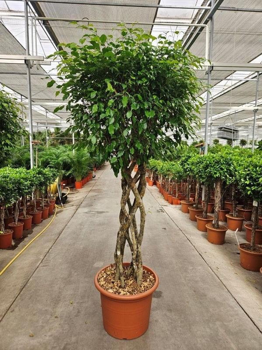 <h4>Ficus Exotica</h4>