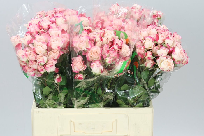 <h4>Rosa Tr Reflex</h4>