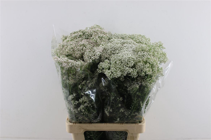 <h4>Rice Flower White</h4>