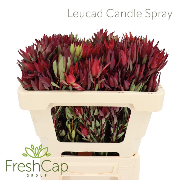 <h4>Leucad Candle Spray</h4>