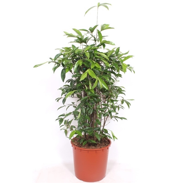 <h4>Dracaena surculosa</h4>