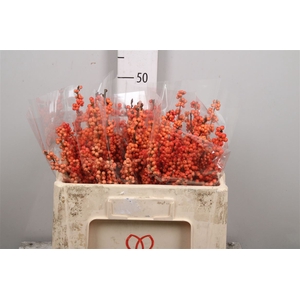 Ilex Ve Winter Gold