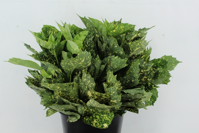 <h4>AUCUBA JAPONICA 200GR</h4>