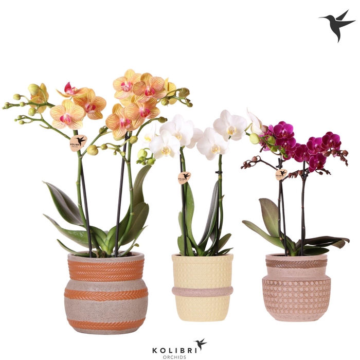 <h4>Kolibri Orchids Phalaenopsis mix 2 spike in Ethnic pot mix</h4>