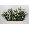 Aster White Gypsy