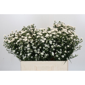 Aster White Gypsy
