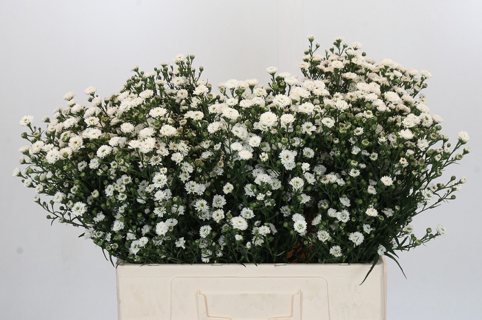 <h4>Aster White Gypsy</h4>