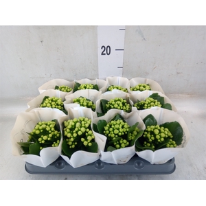 Kalanchoe  'MoreFlow Paris'