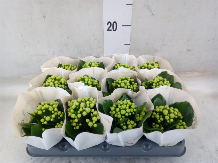<h4>Kalanchoe  'MoreFlow Paris'</h4>