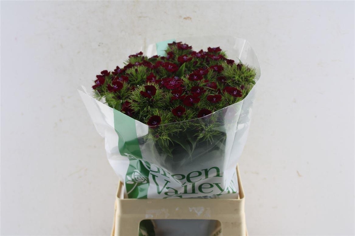 <h4>Di Barb Sweet Will Purple</h4>