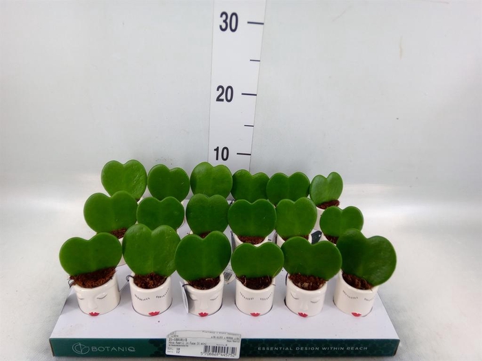 <h4>Hoya kerrii</h4>