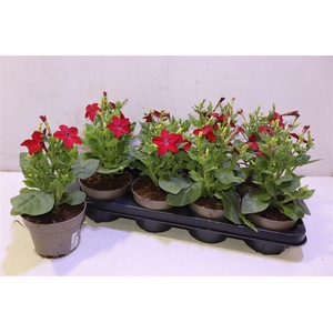 arr8 Nicotiana Ov