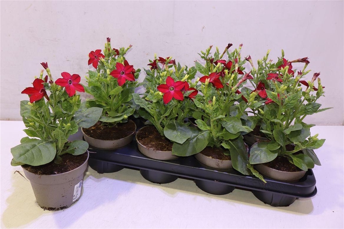 <h4>arr8 Nicotiana Ov</h4>