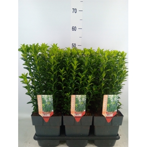 Euonymus japon. 'Green Spire'