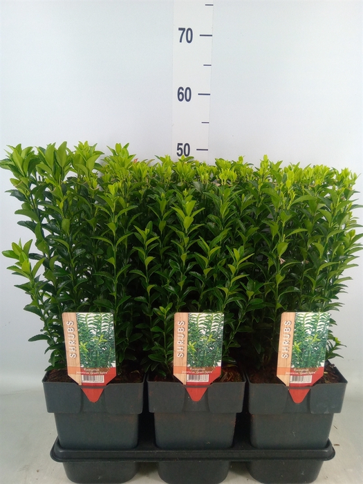 <h4>Euonymus japon. 'Green Spire'</h4>