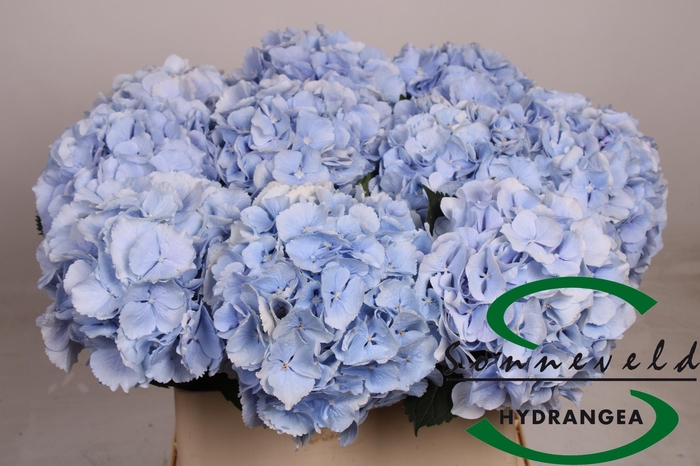 <h4>HYDR M CH VERENA BL</h4>