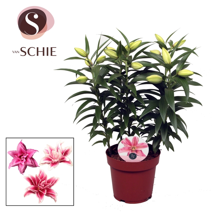 <h4>Roselily Pink 19cm</h4>