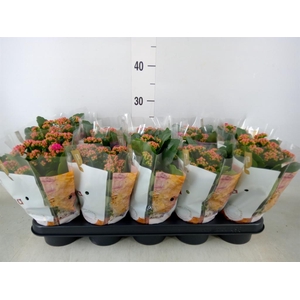 Kalanchoe blos. 'RosDon Victorio'