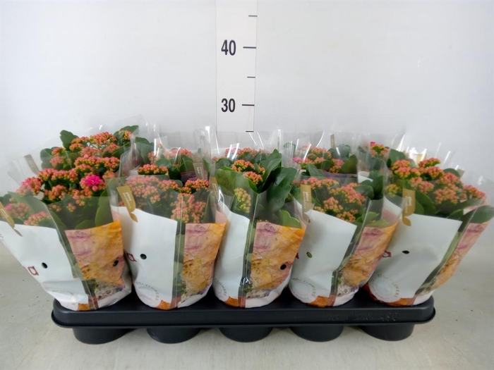 <h4>Kalanchoe blos. 'RosDon Victorio'</h4>