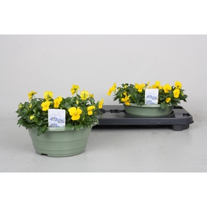 Vio Co Pe Pro Yellow