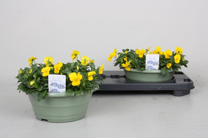 <h4>Vio Co Pe Pro Yellow</h4>