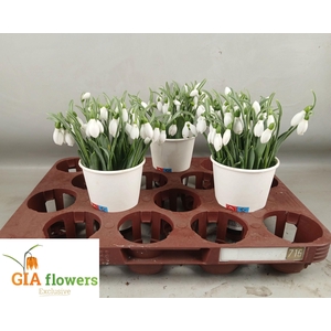 GALANTHUS NIVALIS BS