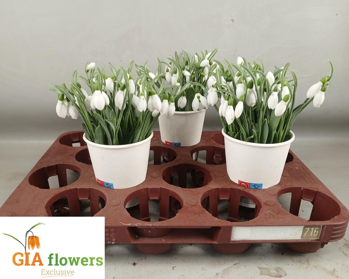 <h4>GALANTHUS NIVALIS BS</h4>