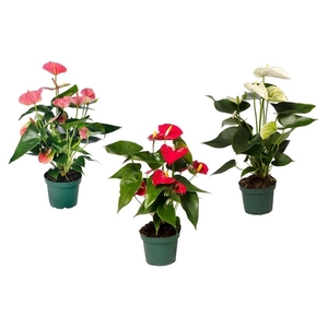 Anthurium mix 12cm 4 kleuren