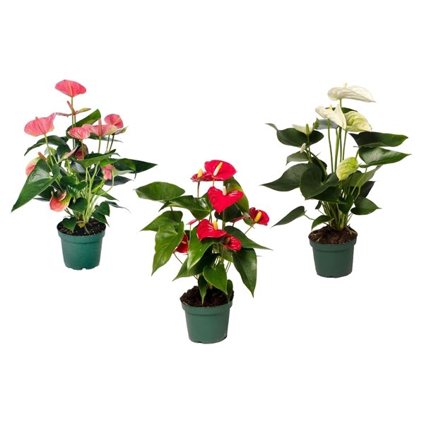 Anthurium mix 12cm 4 kleuren